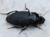 Harpalus tardus